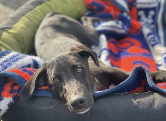 Bobby Tylor Bobby Tylor