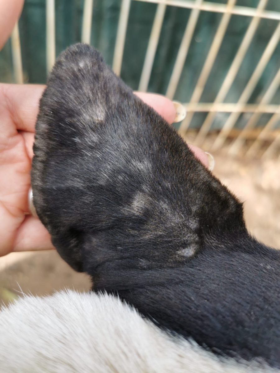 Lucky Nick Lucky Nick