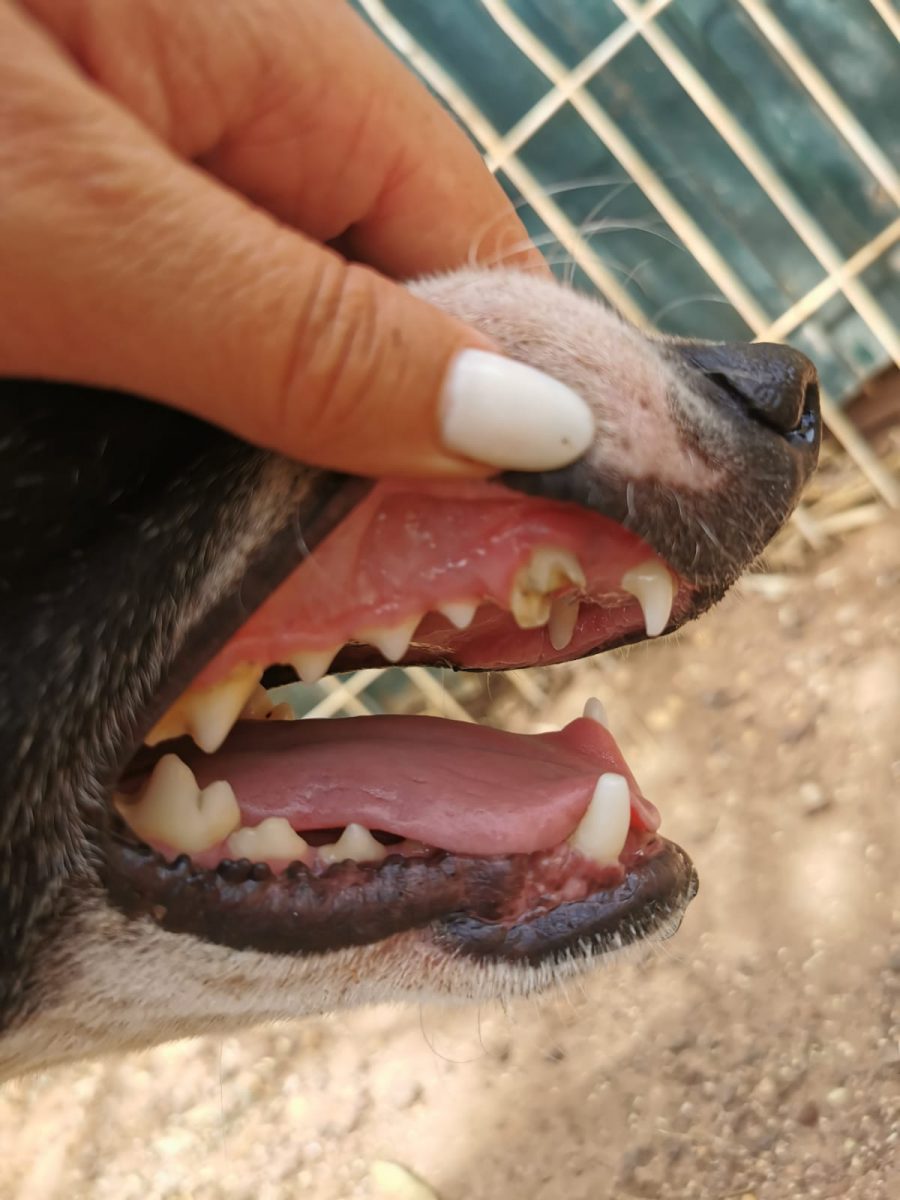 Lucky Nick Lucky Nick