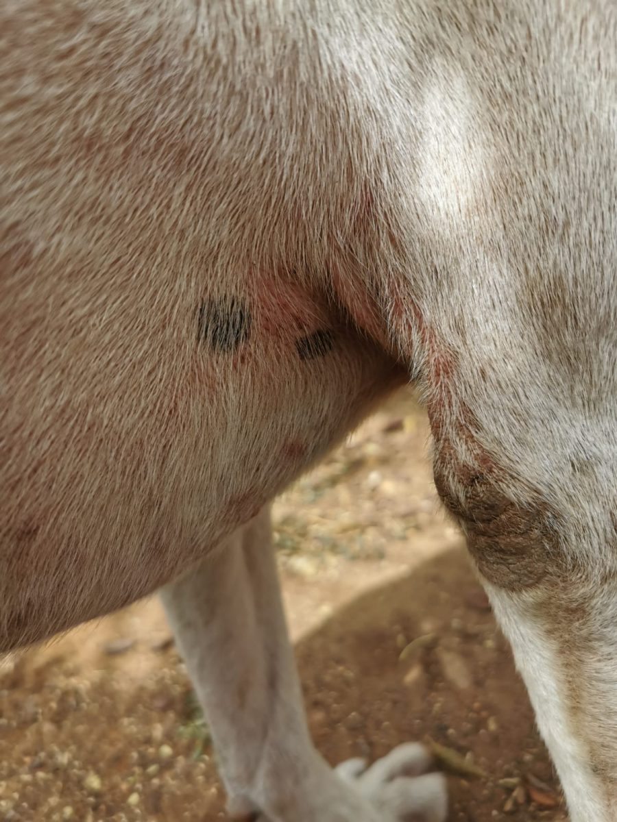 Lucky Nick Lucky Nick