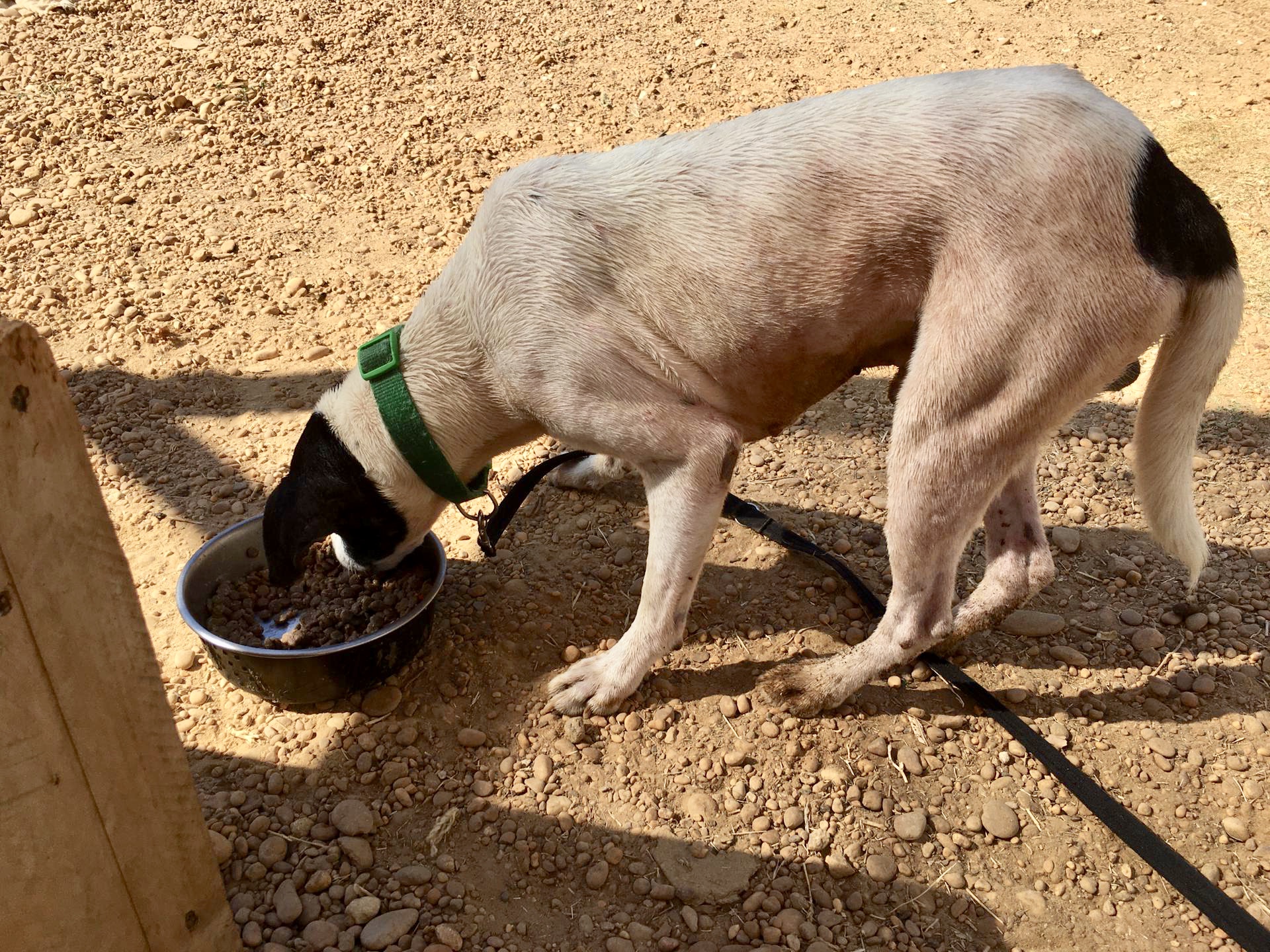 Lucky Nick Lucky Nick