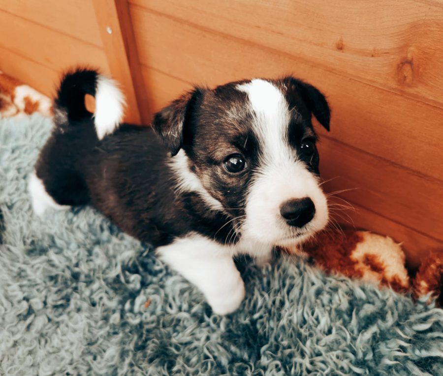 Pünktchen Pünktchen