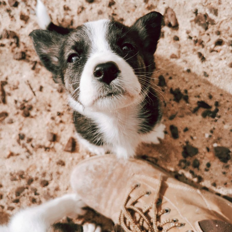 Pünktchen Pünktchen