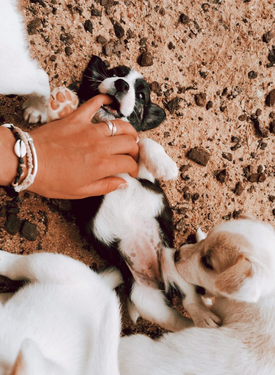 Pünktchen Pünktchen