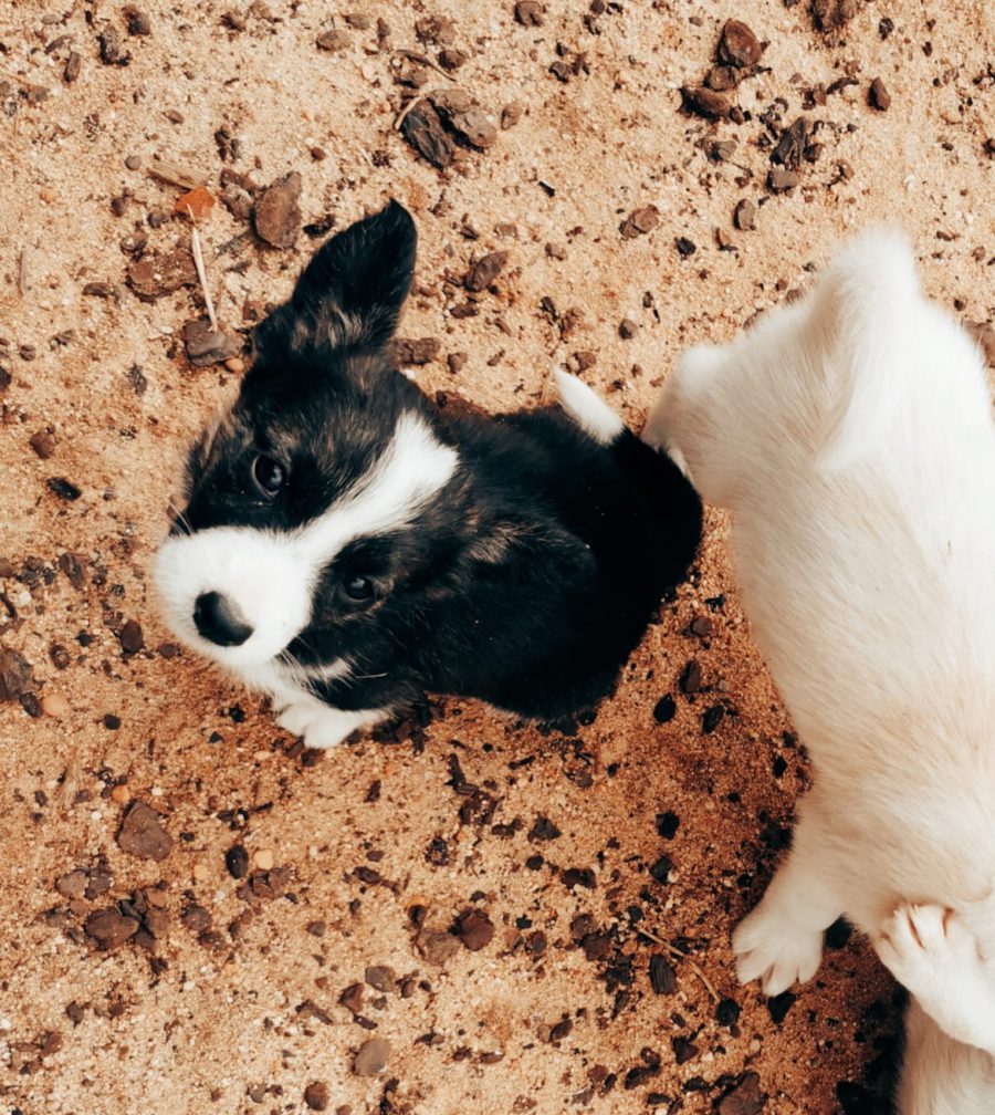 Pünktchen Pünktchen