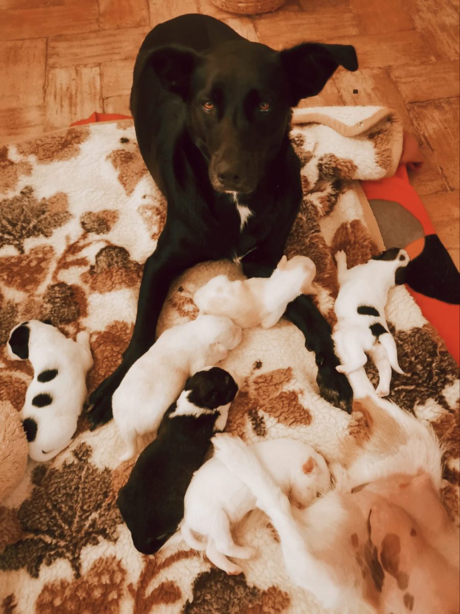 Pünktchen Pünktchen