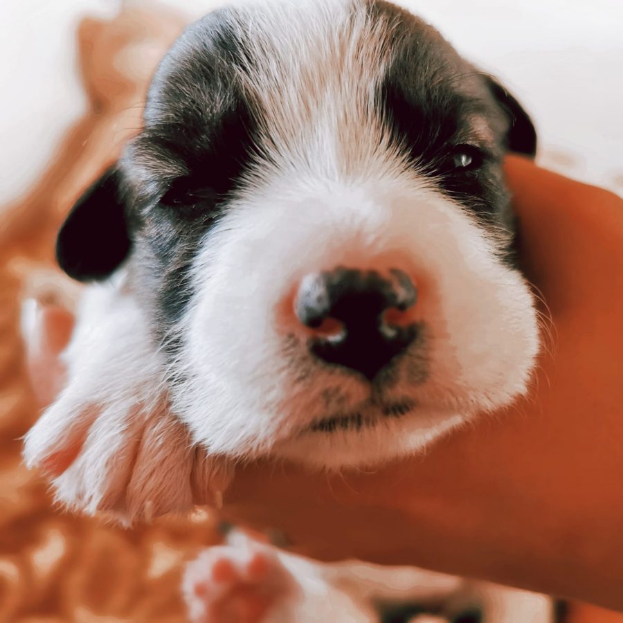 Pünktchen Pünktchen