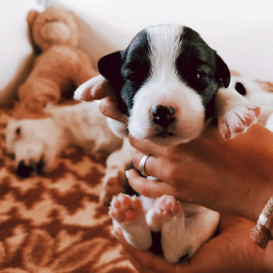 Pünktchen Pünktchen