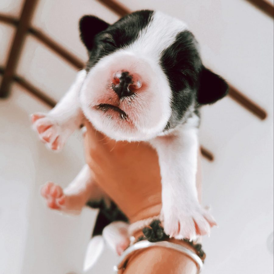 Pünktchen Pünktchen