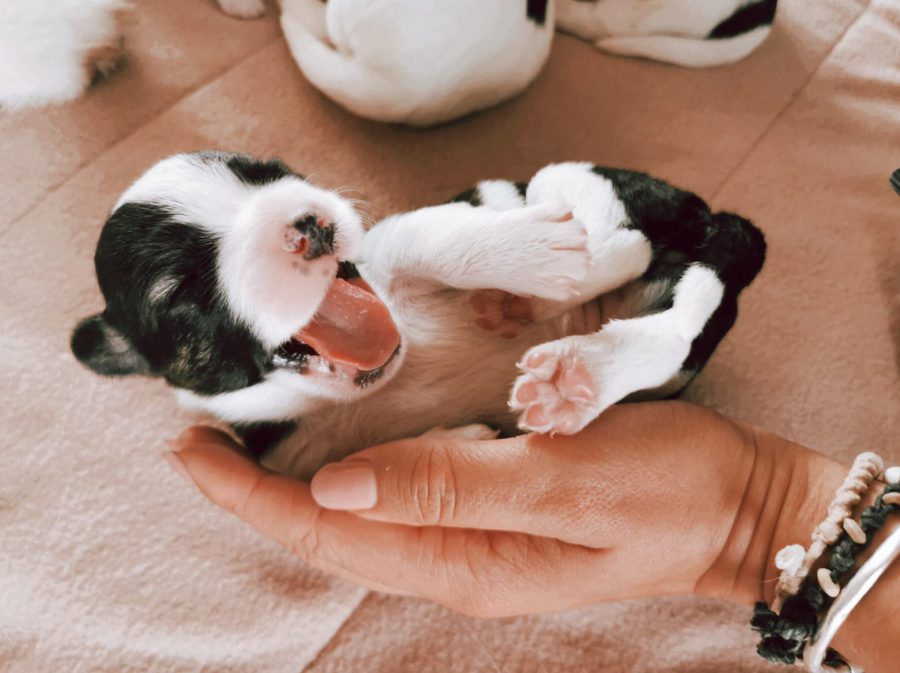 Pünktchen Pünktchen