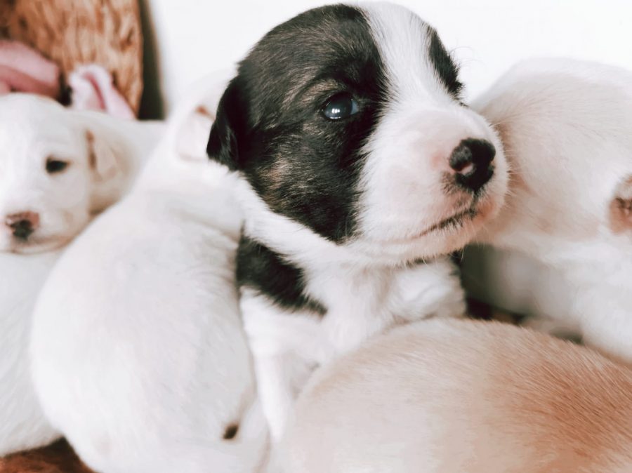 Pünktchen Pünktchen