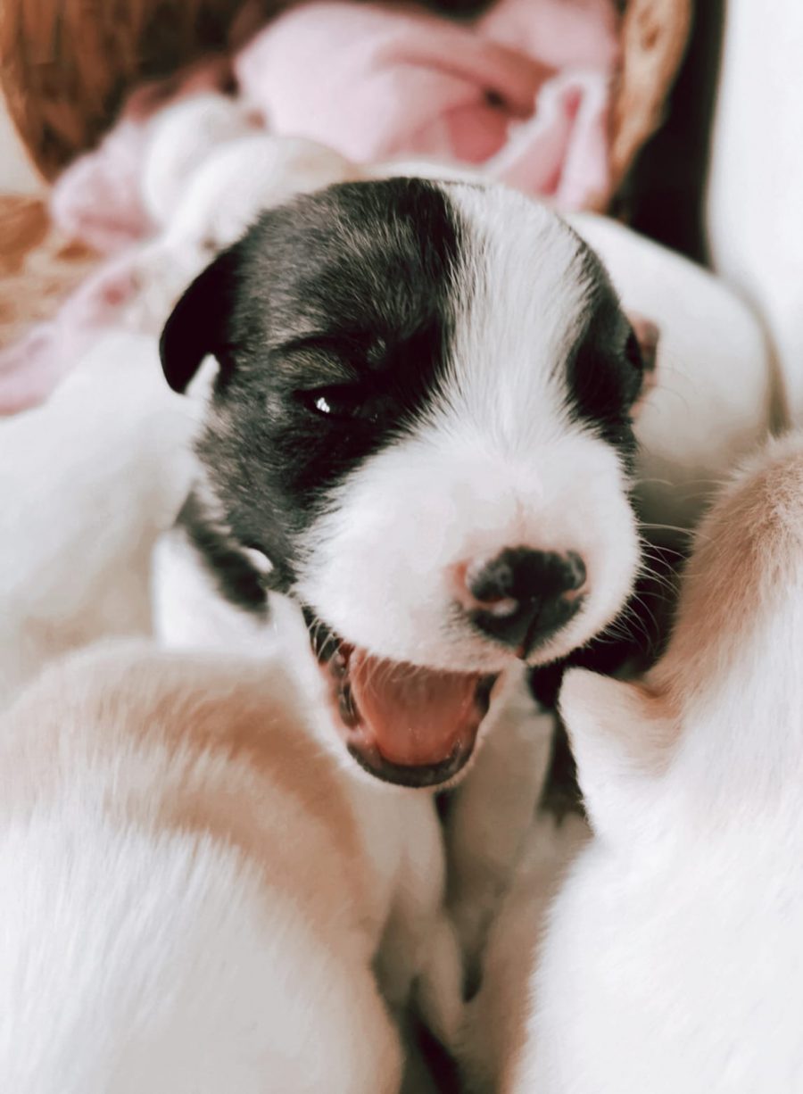 Pünktchen Pünktchen