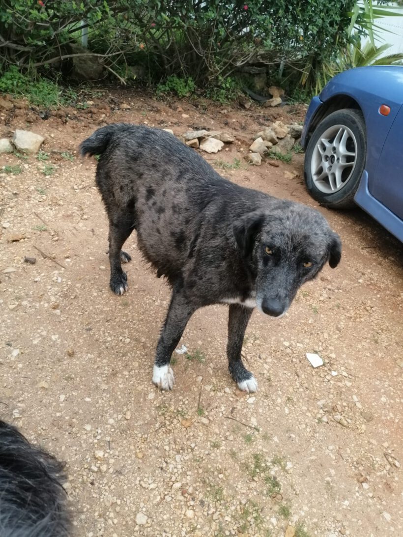 Shenzi