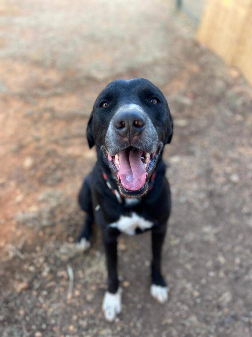 Oreo
