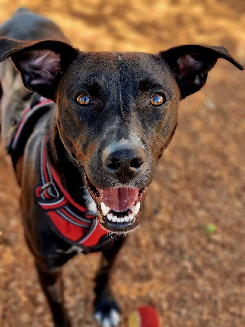 Ruby