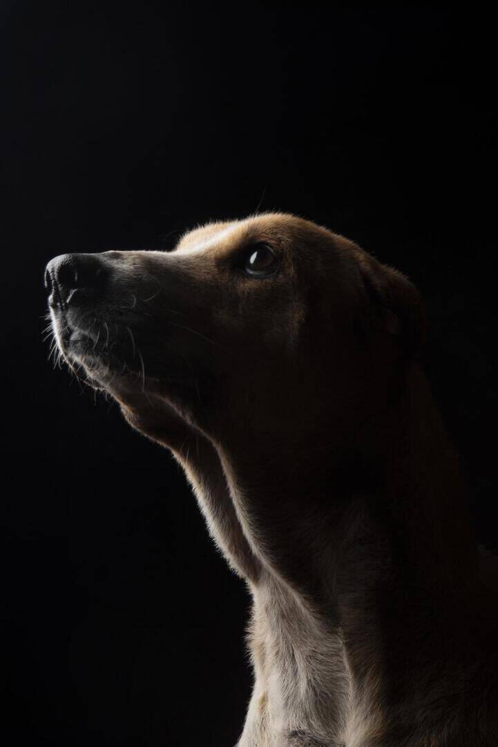 Keno