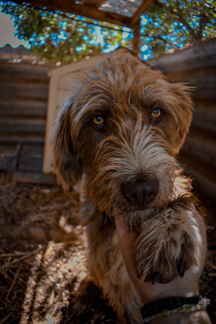 Ollie