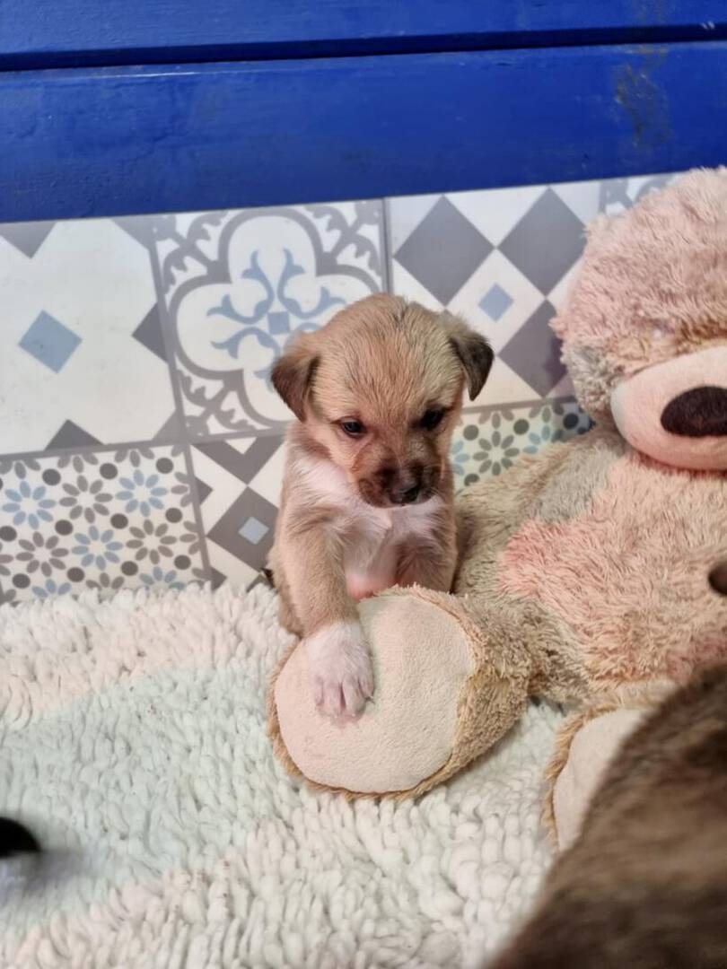 Peanut