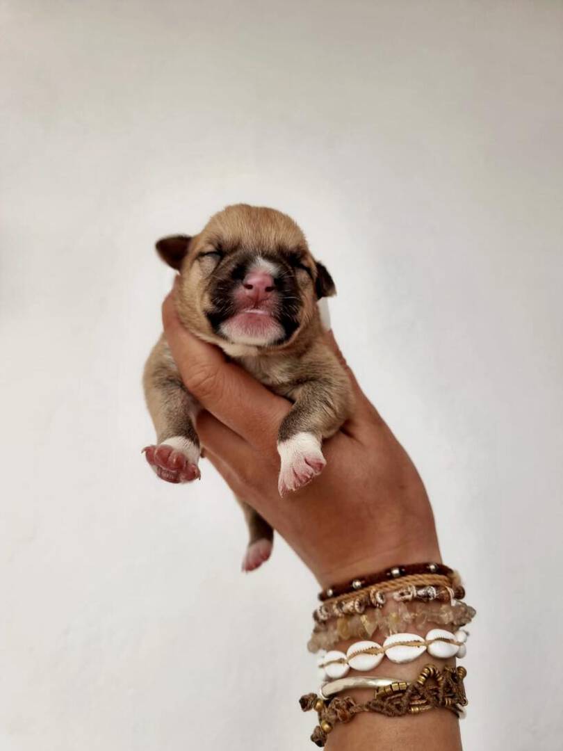 Peanut