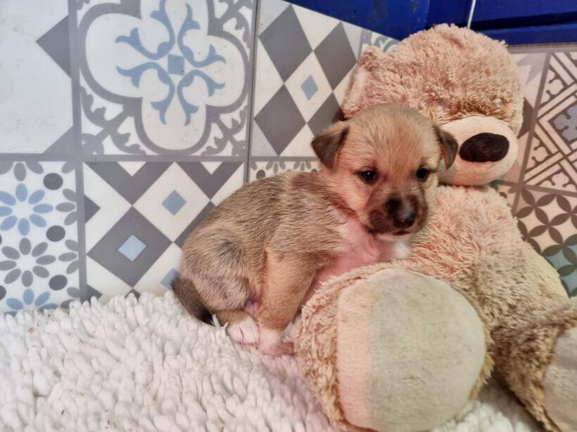 Peanut