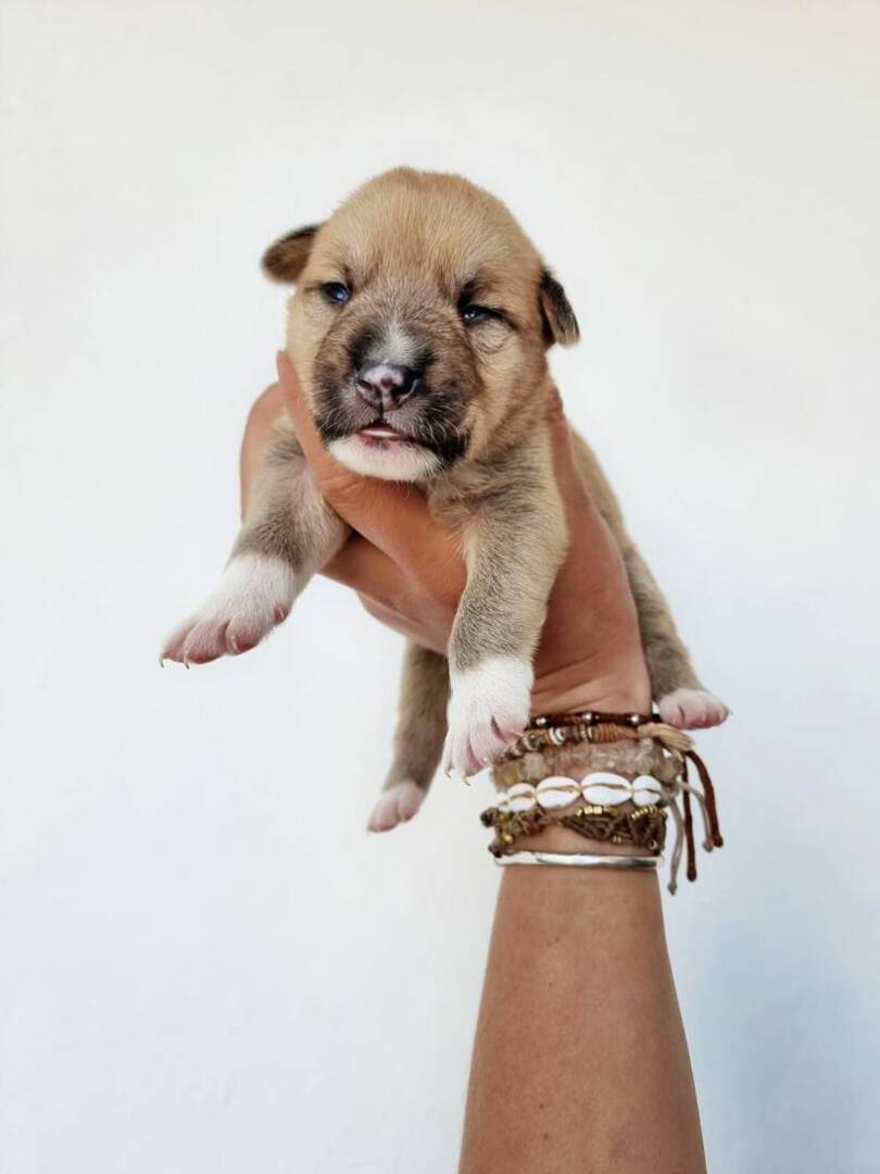 Peanut