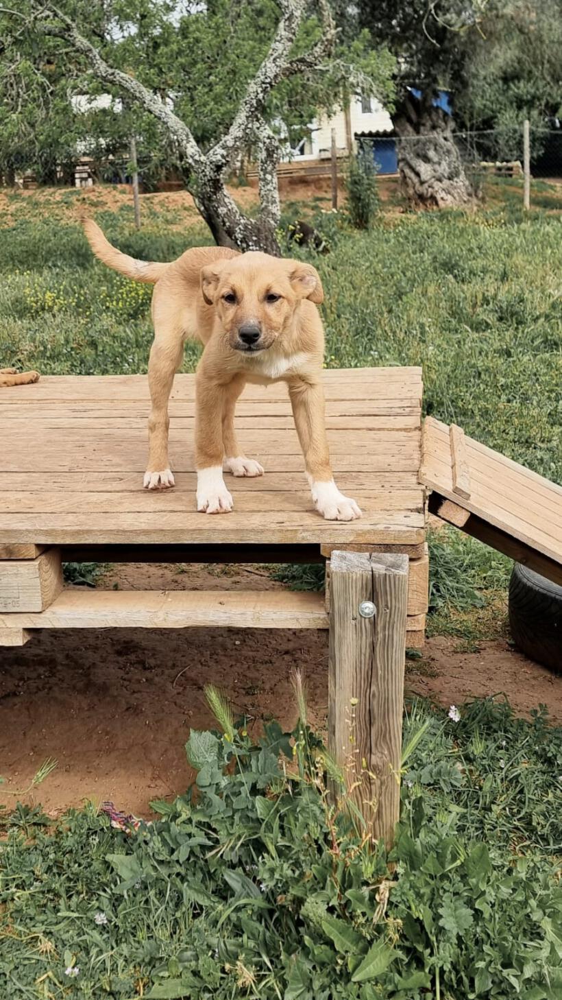 Peanut