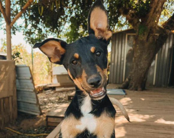 Coco