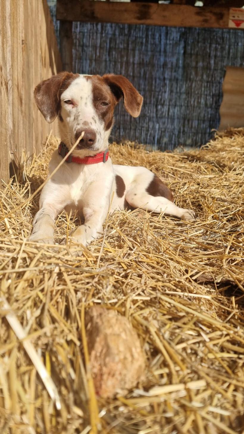 Cinnamon