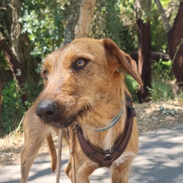 Sóley