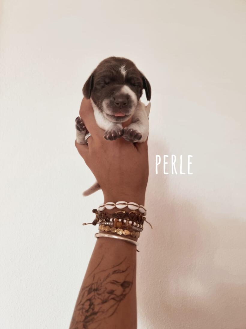 Perle