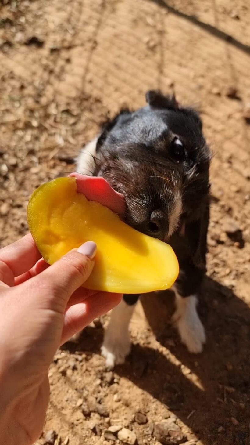Mango