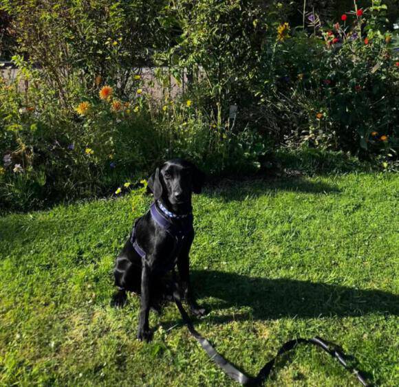 Blackberry Blackberry