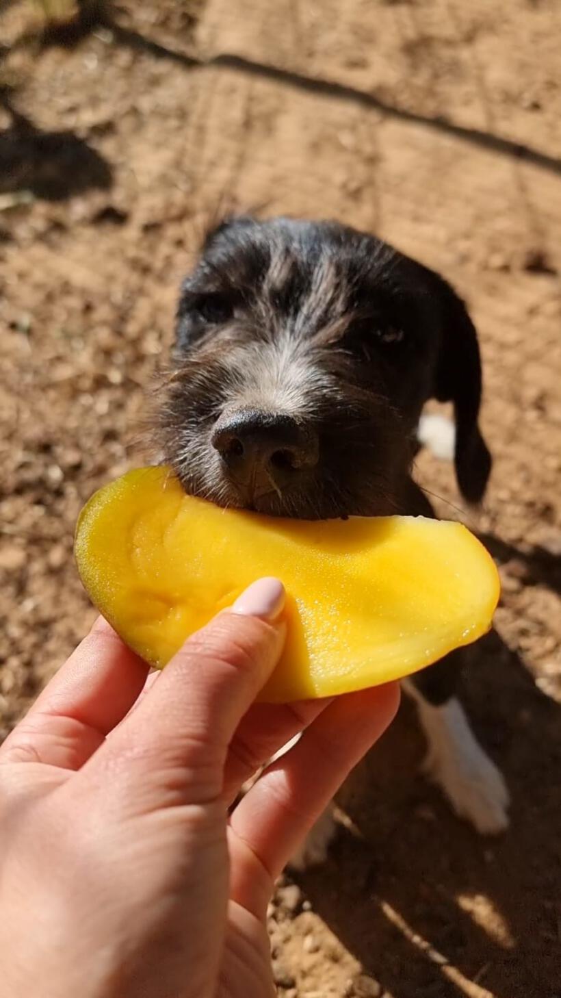 Mango