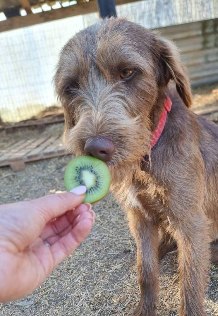 Kiwi