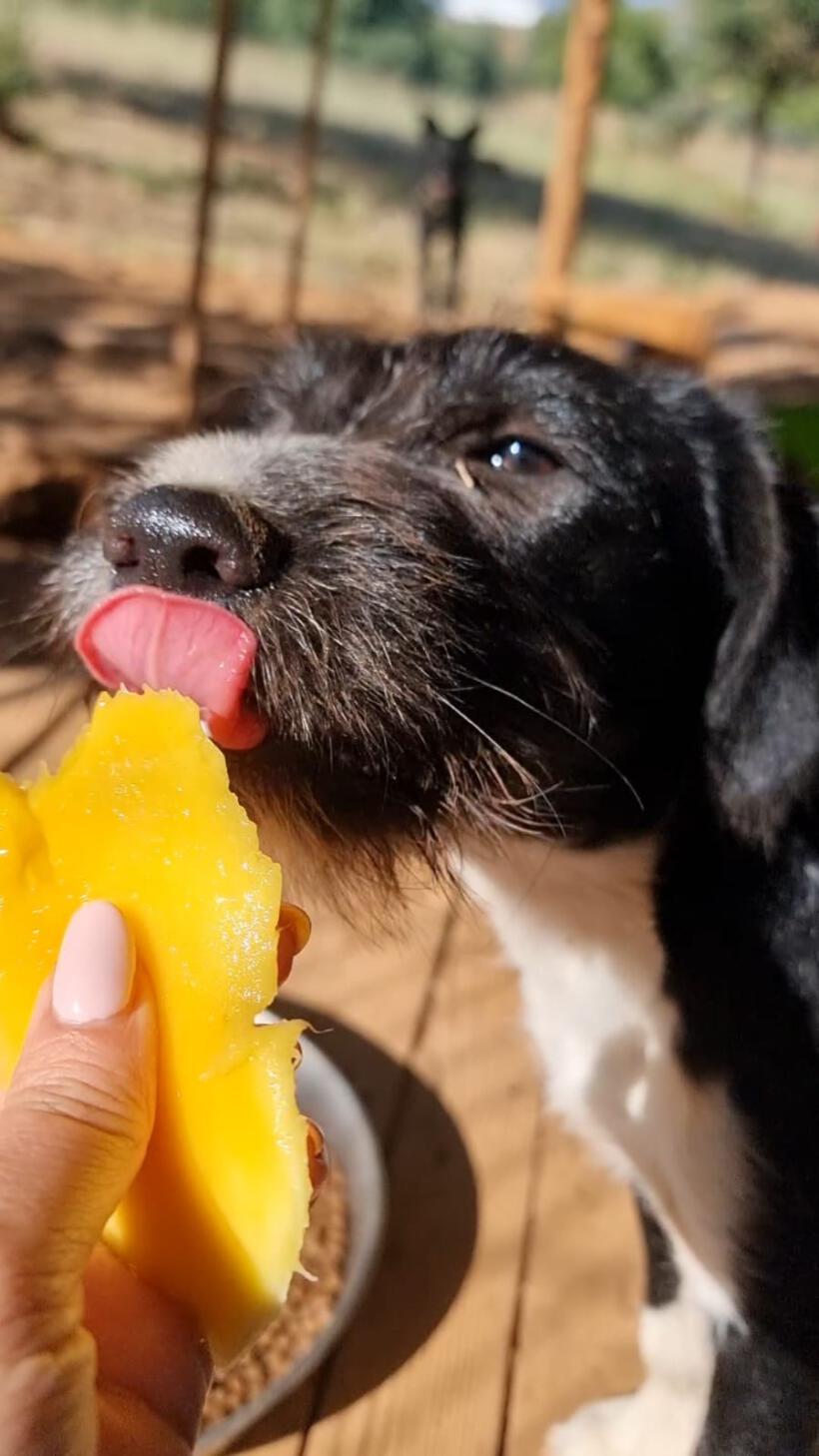 Mango
