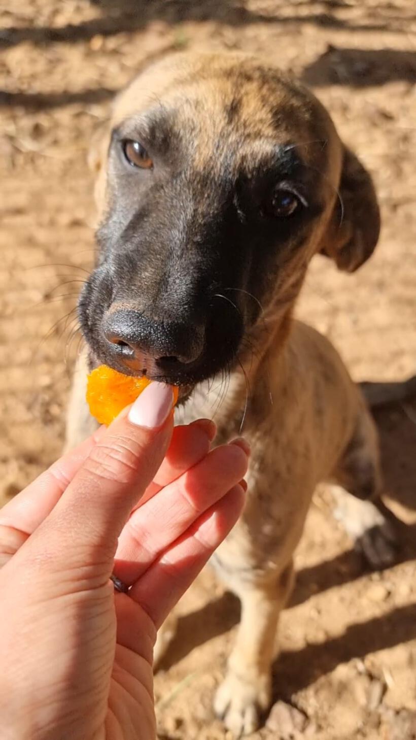 Pumpkin