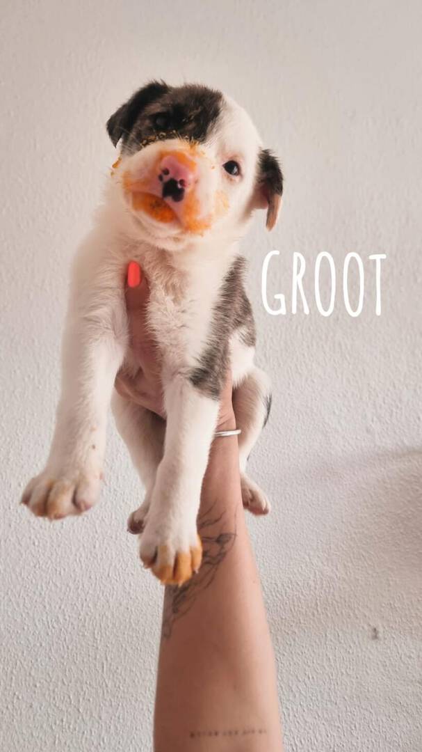 Groot