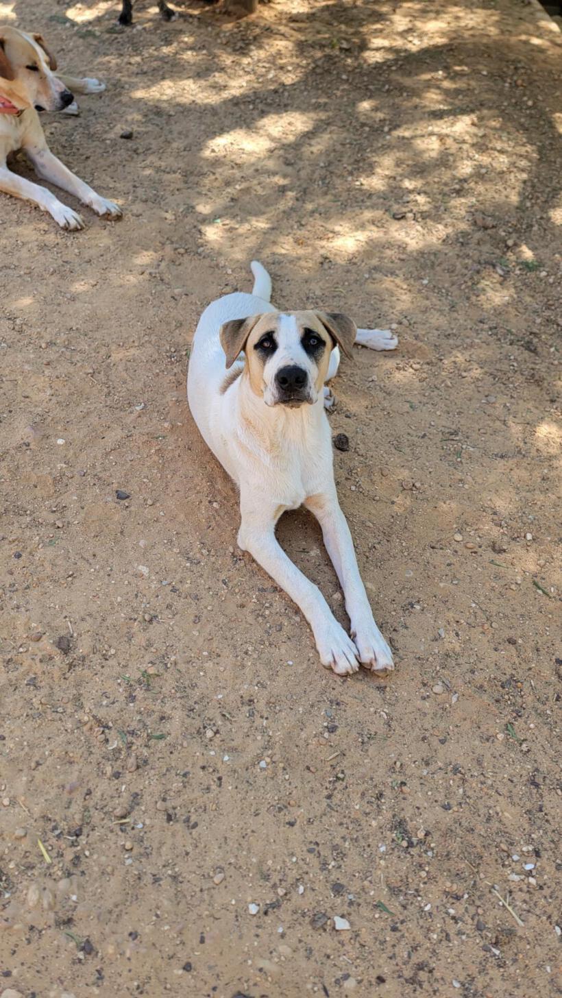 Kodi