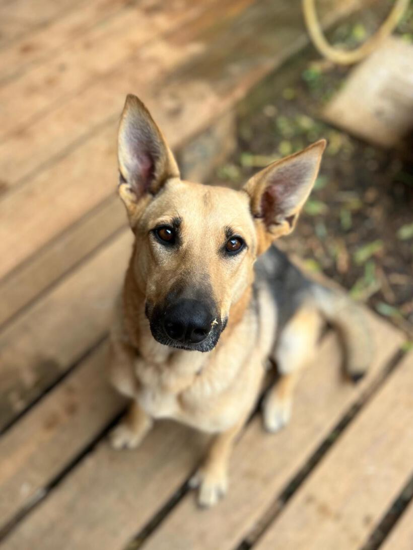 Nova