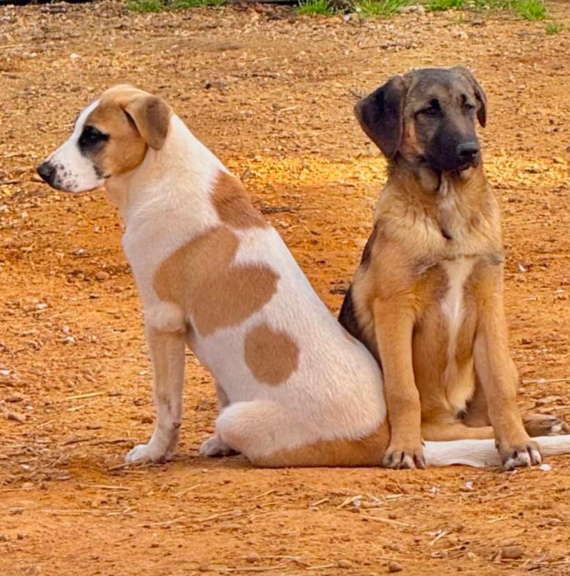 Kodi