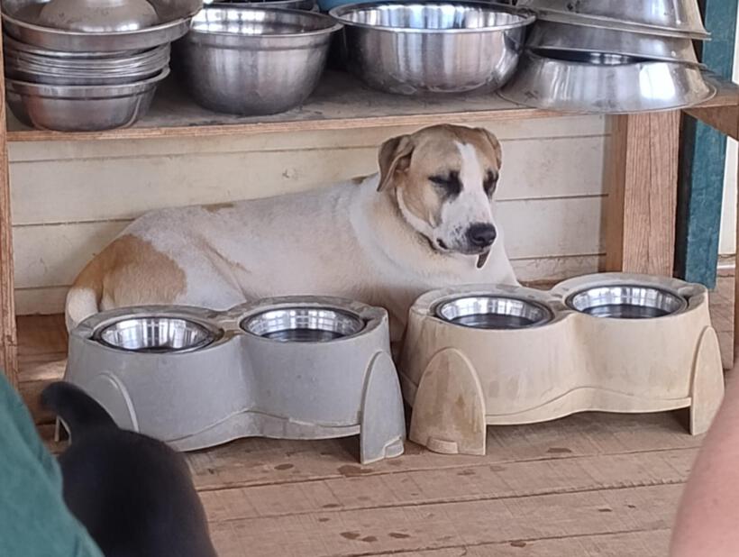 Kodi