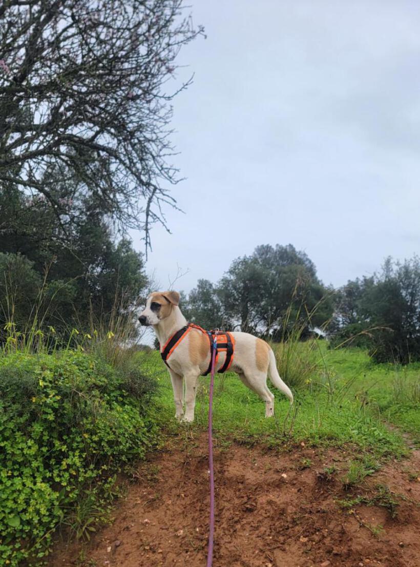 Kodi