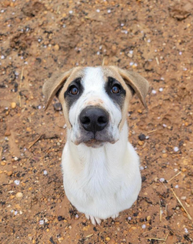 Kodi
