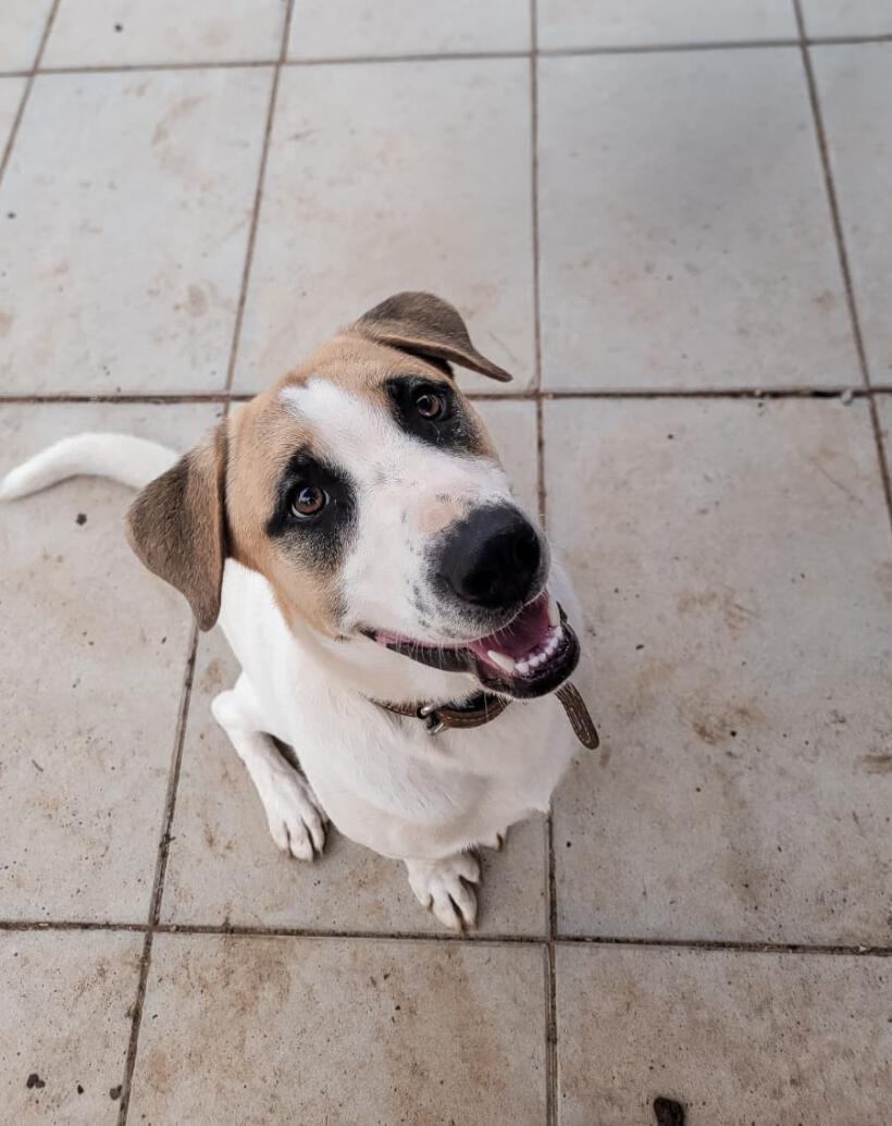 Kodi