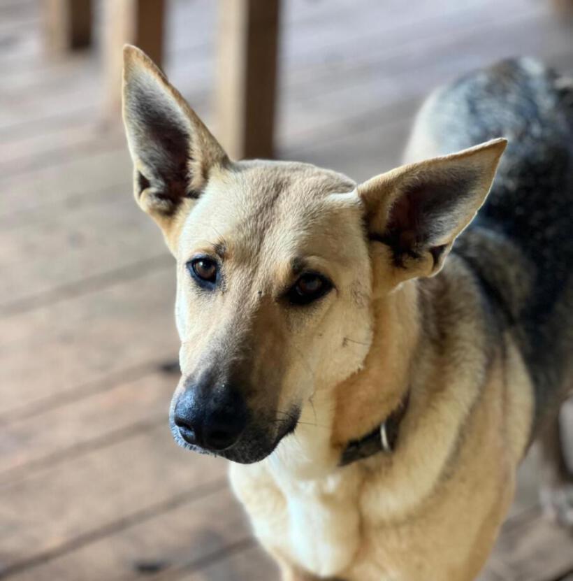 Nova