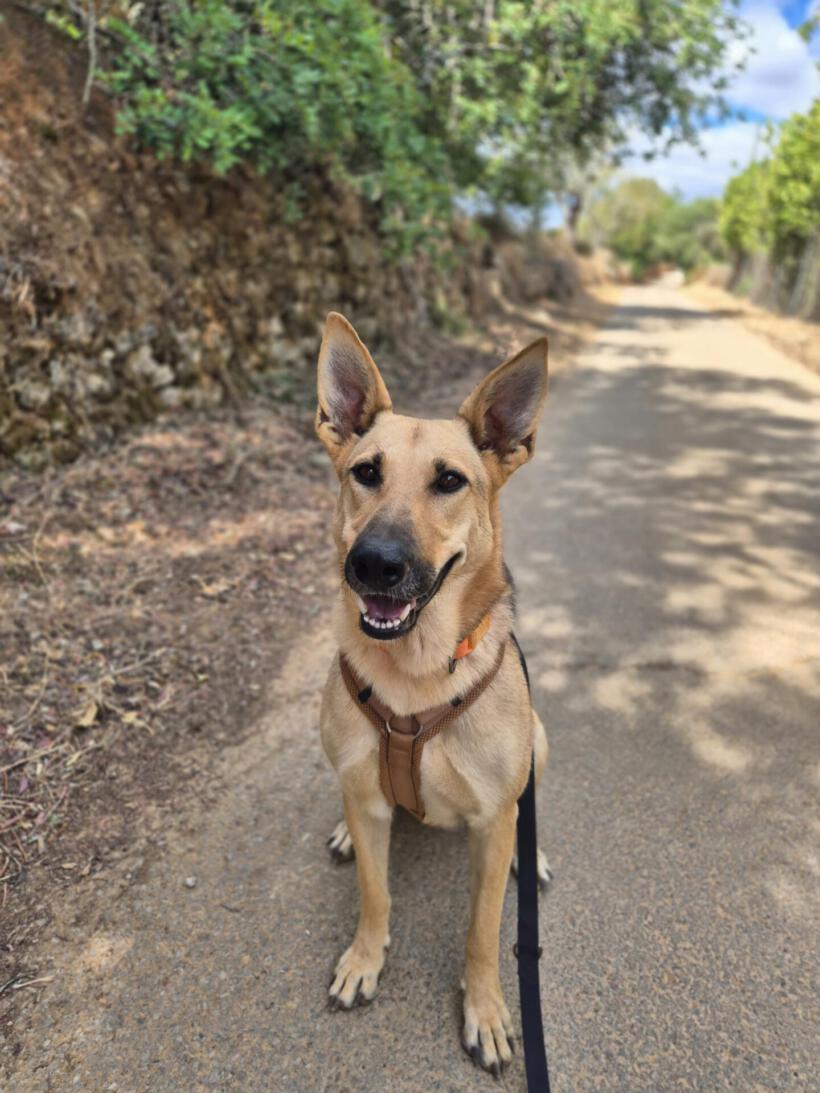 Nova