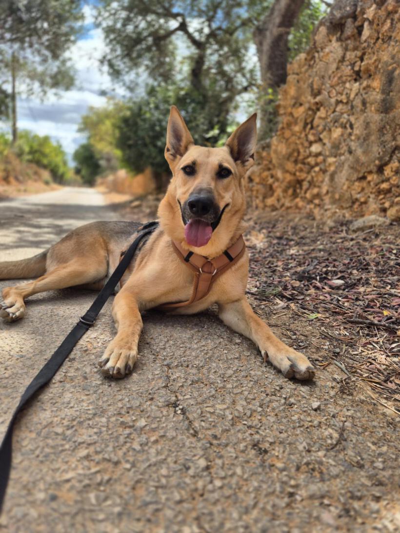 Nova
