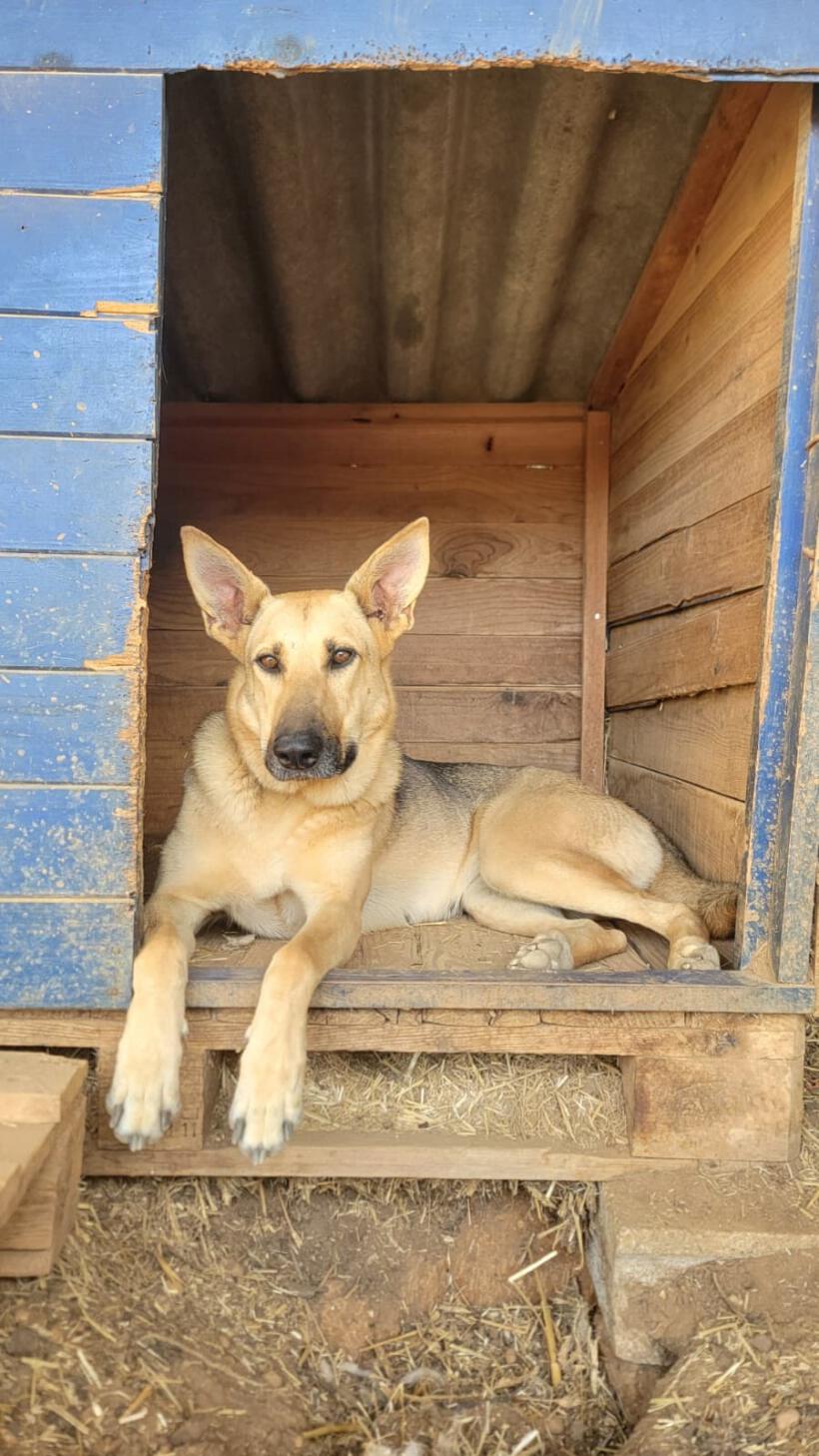 Nova