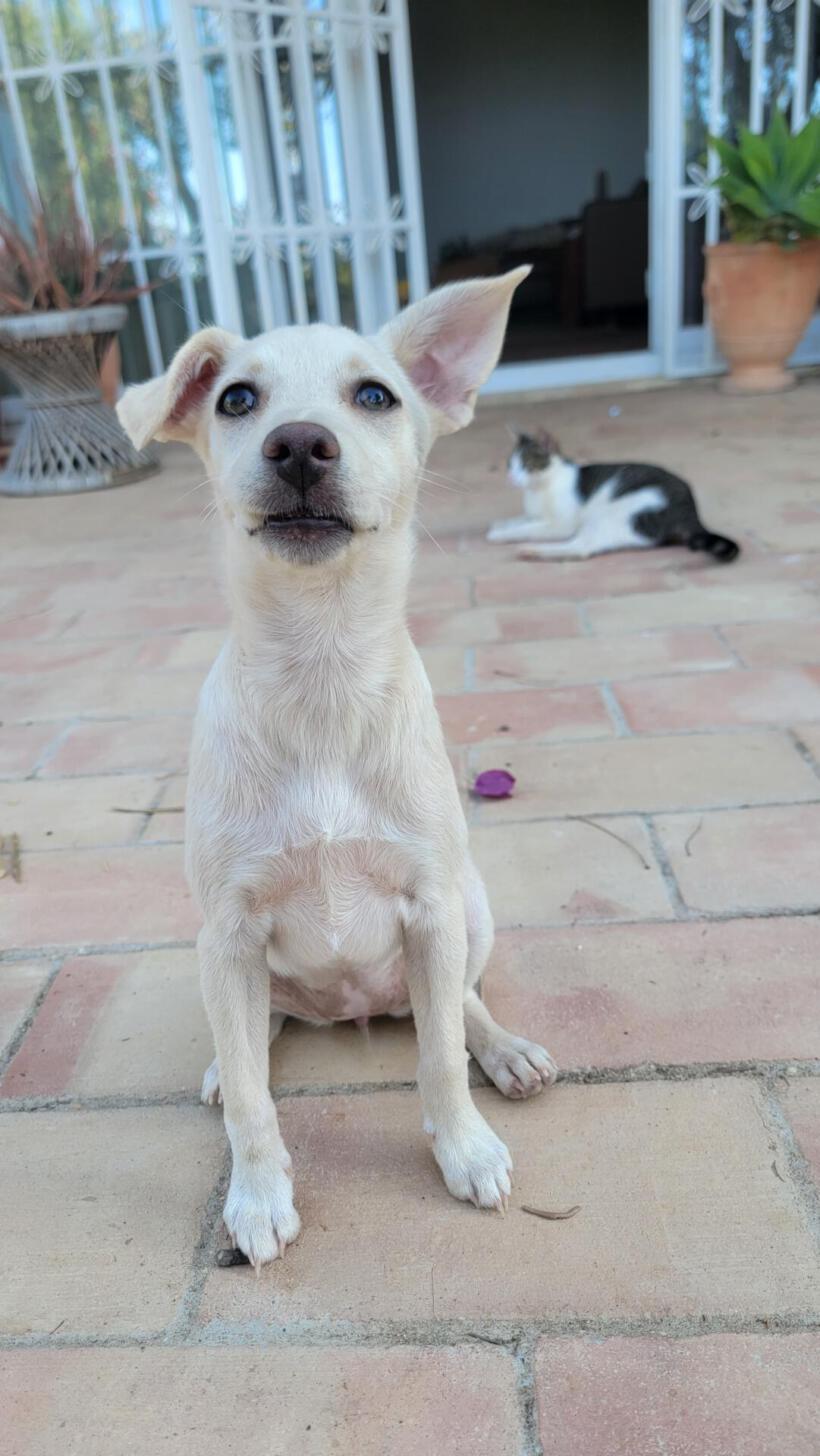 Piña