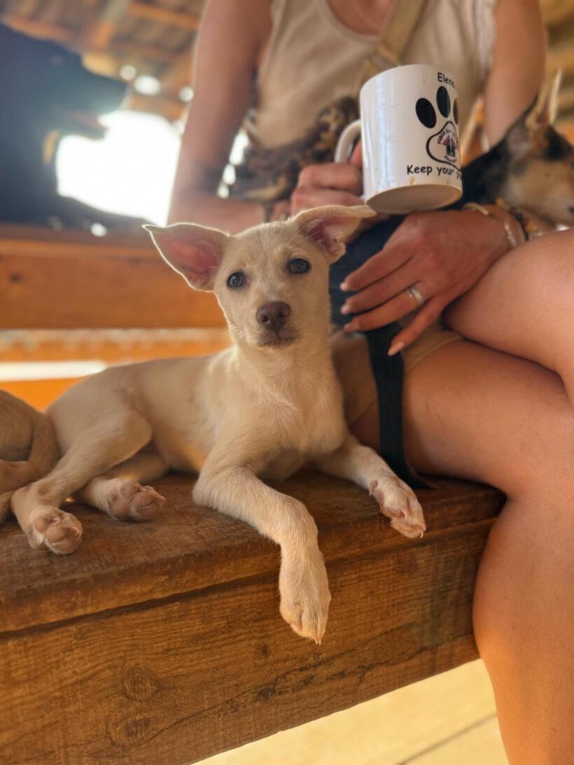 Piña
